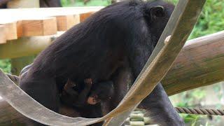 Mill, Shijimi and friends　 Tama Zoo, Chimpanzee, 202407