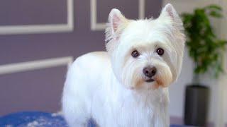 WEST  HIGHLAND WHITE TERRIER GROOMING ️️ with hand stripping