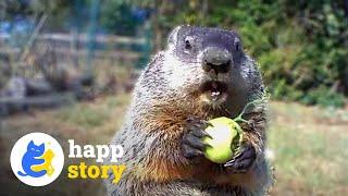 Chunk the Groundhog: A Garden's Unlikely Friend! | HAPP