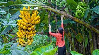 Harvesting Bananas - Make Delicious "Xôi Mít" || Cooking - Gardening - Daily Life | LÝ TRIỆU CA