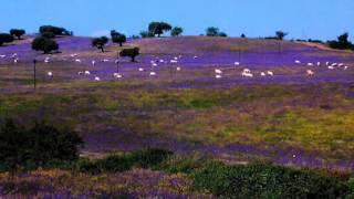 SE FORES AO ALENTEJO