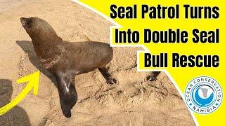 Seal Patrol Turns Into Double Seal Rescue