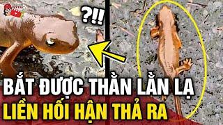 Thanh niên thấy 'THẰN LẰN LẠ' liền bắt về nuôi nhưng lại 'VỘI THẢ RA' khi biết sự thật | Tin 3 Phút