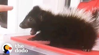 Baby Skunk Stomps His Tiny Feet When He Wants To Dominate | The Dodo