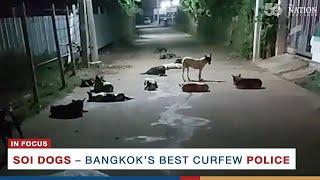 Soi dogs – Bangkok’s best curfew police