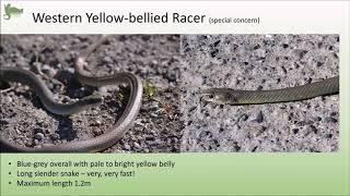 Snake Webinar Series Part 2 - Being Snake Smart