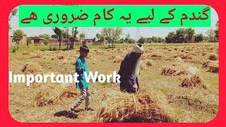 Gandum ka yeh kaam zarori tha || wheat Farming || Asad Ali Vlogs
