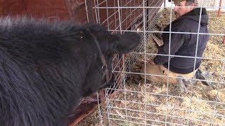 A Cheap Shelter That's Spoiled Cow Approved!