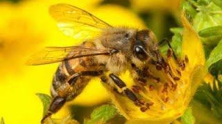 How bees collect nectar to make honey ( A close-up video film )