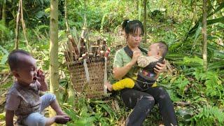 Single mother's life is currently facing difficulties. and harvest sugarcane to sell