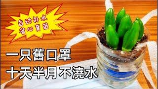 自制植物自動浇水种植盆，出門多日，再不用擔心植物缺水，省心扦插 ，娱乐种植系列03 / Self Watering  for your Plants