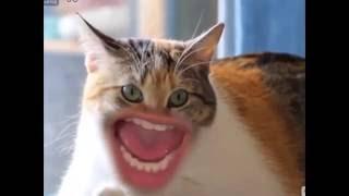 Чеширские коты!  ВЕСЕЛЫЕ РОЛИКИ С  КОШКАМИ Смешные коты до слёз!