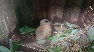 Endangered red panda cub born in Indian zoo | AFP