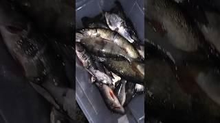 РЫБАЛКА НА ОСТРОГУ САМЫЙ ЛУЧШИЙ УЛОВ 2024 КАКИЕ ОКУНИ ЗДОРОВЫЕ #рыбалка