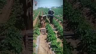 unique farmer's tractor for loosening garden soil #shorts