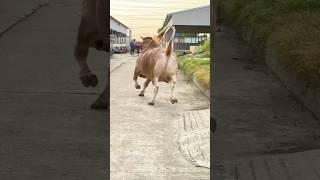 Chorom Pagla Hasha Goru 2025 | Pagla Gorur Paglami 2025 | Crazy Cow 2025 | Sharif Agro 2025 |