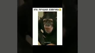 Лучшая озвучка обезьяны