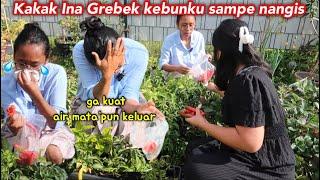 KENAPA KAKAK INA NANGIS.? KEBUNKU DI GREBEK KAKAK INA SAMPE NANGIS GARA2 PANEN CABE‼️