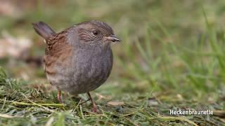 Helgoland: Impressionen einer Vogelbeobachtungsreise von birdingtours