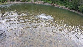 Cedar Ledge Atlantic Salmon on a Wet fly