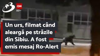 Un urs, filmat când aleargă pe străzile din Sibiu. A fost emis mesaj Ro-Alert