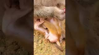 Animal Life Monkey Protect Wildlife #Shorts 230122 33