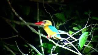 Night Birdwatching On The Kinabatangan River Borneo With Borneo Nature Tours And Photography