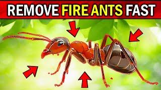 Stop Fire Ants Naturally: Easy Tips (Natural Fire Ants Removal Secrets)