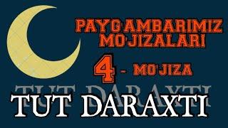 PAYG'AMBARIMIZ MO'JIZALARI~ 4 - MO'JIZA~TUT DARAXTI