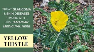 YELLOW THISTLE for GLAUCOMA, SKIN DISEASES & more / Earth's Medicine