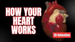 Commotio Cordis (Cardiac Arrest from a Blow to the Chest) - 3D Animation