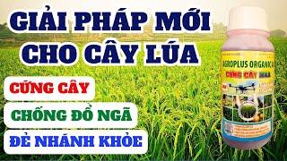 Các giải pháp cứng cây chống đổ ngã cho lúa | Phần 1: Chất ức chế sinh trưởng