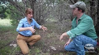 Mountain Cedar: Untold Stories from the Hill Country