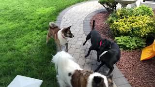 Jenny's last time playing with her dog friends at the foster home before going to her new home