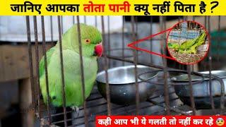 Why parrot don't drink water || क्या आपका तोता पानी नहीं पिता है ?