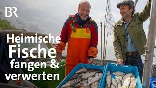 Die vergessenen Fische vom Bodensee: Mehr als Renken und Barsch angeln | freizeit | BR