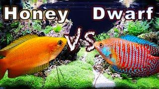 Honey Gourami vs Dwarf Gourami: Which One is Right For You?