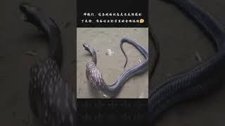 What did the snake eat?#venomous #snake #snakes #animals #reptile #wildlife #shorts