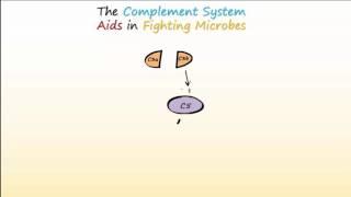 Complement System Part 1 - Overview and Actions to Fight Infections