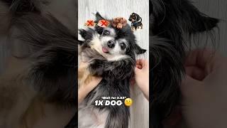 Wait for real dog #sigma #dog