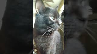 Ant the tamed faeral black cat 