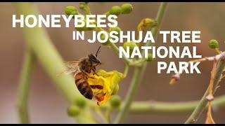 Honeybees in Joshua Tree National Park