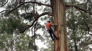 Extreme High Risk Tree felling