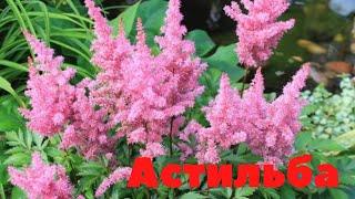 Астильба – идеальная находка для живописного дачного участка.