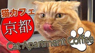 京都 町家猫カフェでスペシャルティコーヒー。Cat Apartment Coffee CATS CAFE in Kyoto, Japan