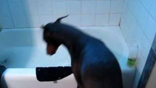 DOBERMAN TAKES HIS BATH II