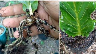 anthurium propagation method cutting leaf