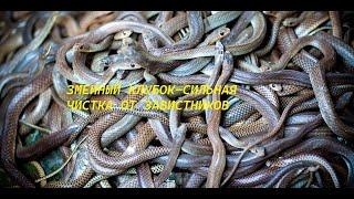 ЗМЕИНЫЙ-КЛУБОК-СИЛЬНАЯ-ЧИСТКА-ОТ-ЗАВИСТНИКОВ-ДЛЯ-ВСЕХ-ОТ-"ВЕДЬМИНА ИЗБА"-ОТ- ИНГИ ХОСРОЕВОЙ