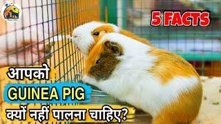 Guinea Pig 5 Facts : why you should not keep a guinea pig? || आपको गिनी पिग क्यों नहीं रखना चाहिए?