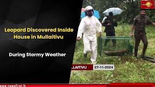 Leopard Discovered Inside House in Mullaitivu During Stormy Weather